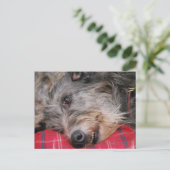 Schots Briefkaart Deerhound (Staand voorkant)