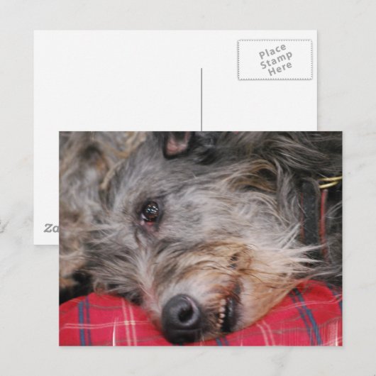 Schots Briefkaart Deerhound (Voorkant / Achterkant)