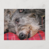 Schots Briefkaart Deerhound (Voorkant)