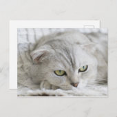 Schots Briefkaart van kattenhuisdieren (Voorkant / Achterkant)