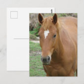 Schots de Paard Briefkaart (Voorkant / Achterkant)