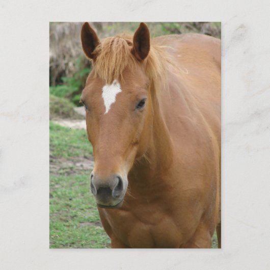 Schots de Paard Briefkaart (Voorkant)