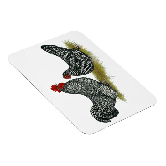 Schots Dumpy Chickens Magneet (Rechterzijde)