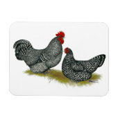 Schots Dumpy Chickens Magneet (Horizontaal)