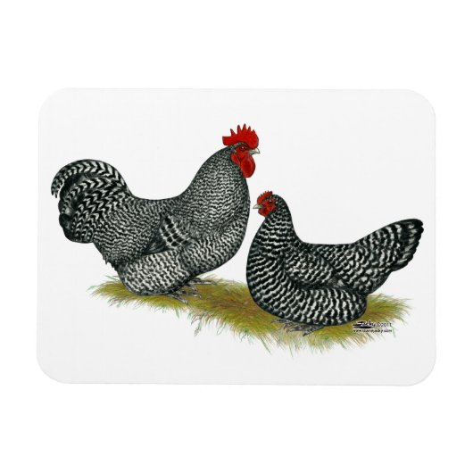 Schots Dumpy Chickens Magneet (Horizontaal)