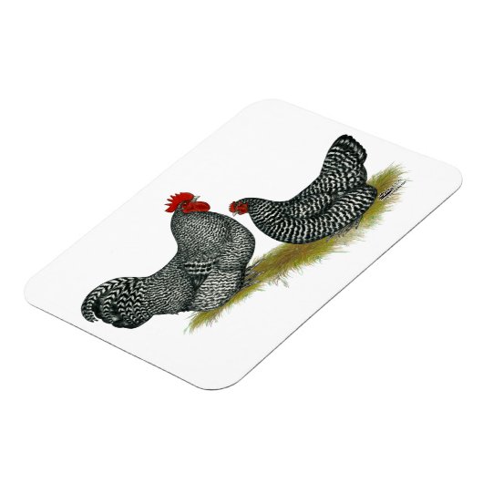 Schots Dumpy Chickens Magneet (Linkerzijde)