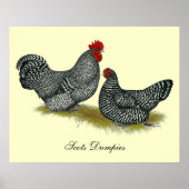 Schots Dumpy Chickens Poster (Voorkant)