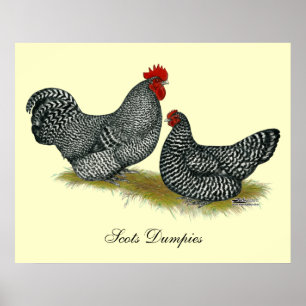 Schots Dumpy Chickens Poster