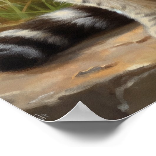 Schots Fold Cat Art Print Poster (Hoek)