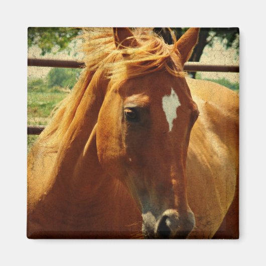 Schots gezicht magneet (Voorkant)