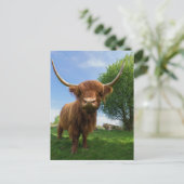Schots hoogland Koe Briefkaart (Staand voorkant)