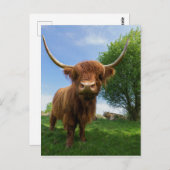 Schots hoogland Koe Briefkaart (Voorkant / Achterkant)