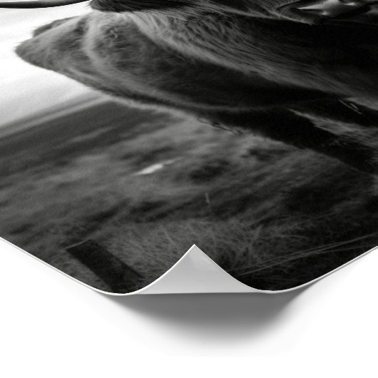 Schots hoogland Koe zwarte en witte foto Poster (Hoek)