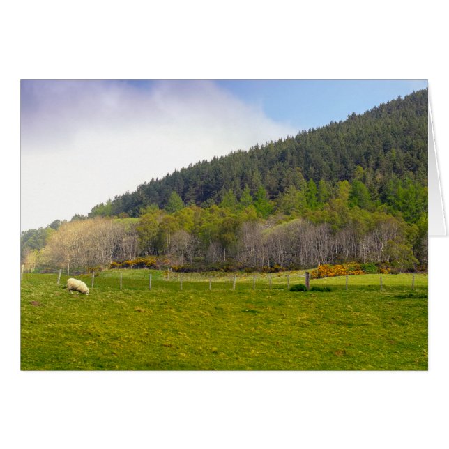 Schots hooglandschap (Voorkant Horizontaal)