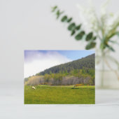 Schots hooglandschap briefkaart (Staand voorkant)