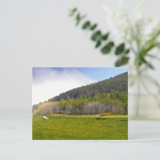 Schots hooglandschap briefkaart (Staand voorkant)