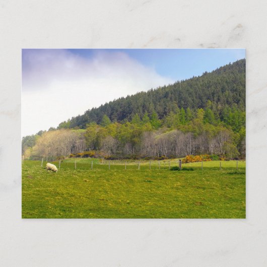 Schots hooglandschap briefkaart (Voorkant)