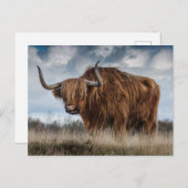 Schots hooglandvee feestdagenkaart (Voorkant / Achterkant)
