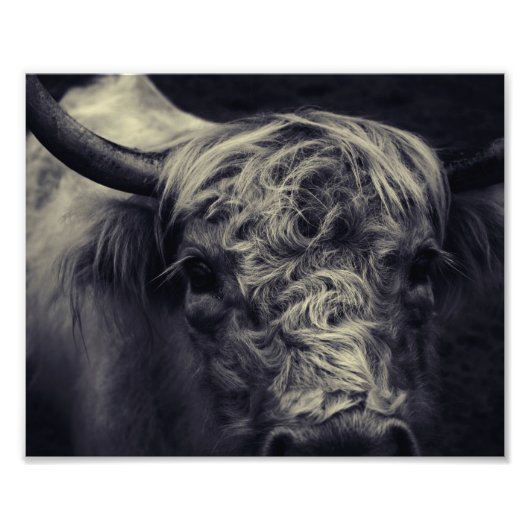 Schots hooglandvee foto afdruk (Voorkant)