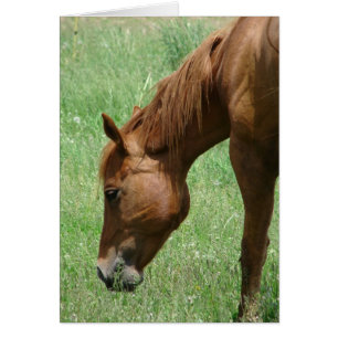 Schots in de vroege zomer