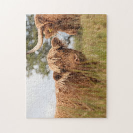 Schots-koeienfoto Legpuzzel