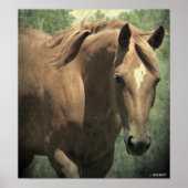 Schots Poster (Voorkant)