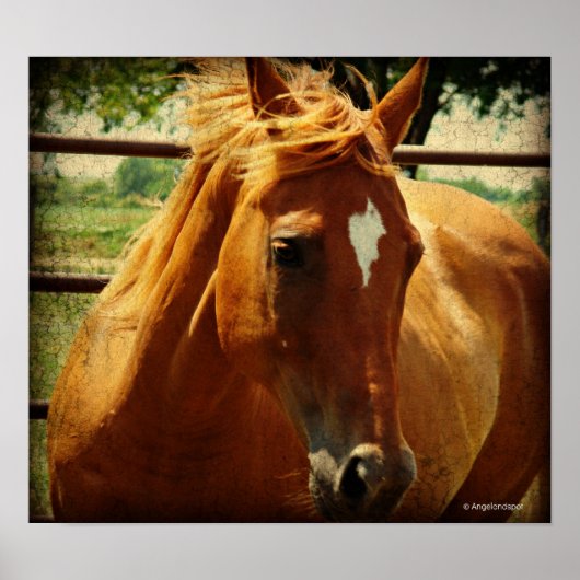 Schots Poster (Voorkant)