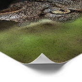 Schots poster van wilde katten (Hoek)