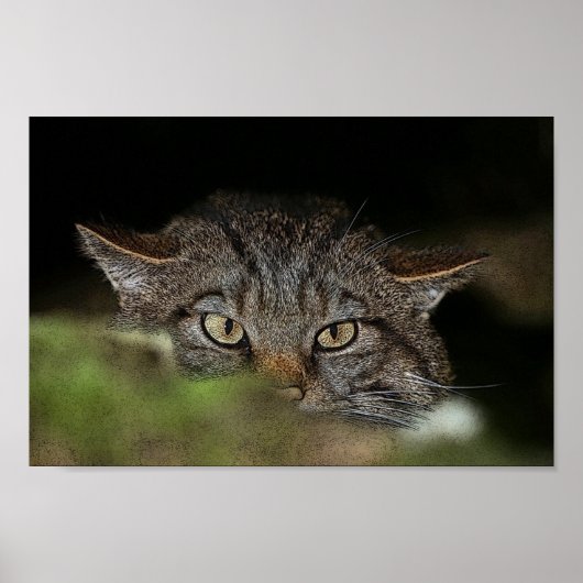 Schots poster van wilde katten (Voorkant)