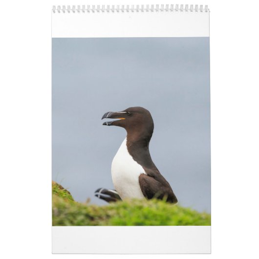 Schots wild, vrij en vrij kalender (Hoes)