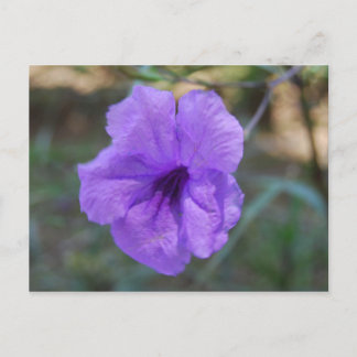 Schotse bloemen - Schotland Briefkaart