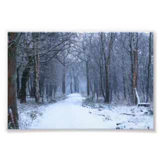 Schotse Bluebell-Bossen in de winter Foto Afdruk