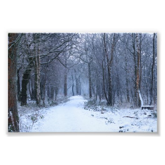 Schotse Bluebell-Bossen in de winter Foto Afdruk (Voorkant)