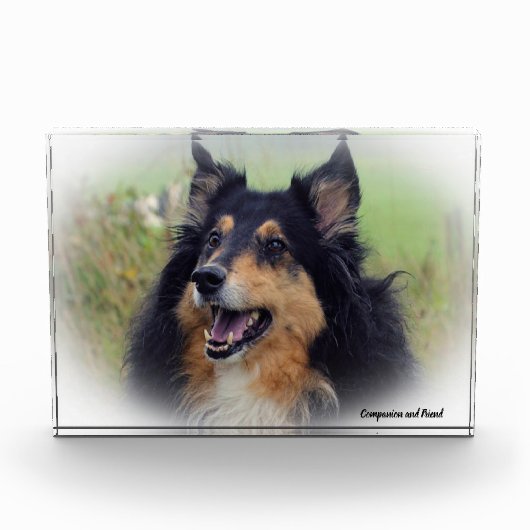 Schotse Collie hond. Fotoblokken (Voorkant)
