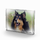 Schotse Collie hond. Fotoblokken (Rechts)