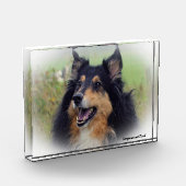 Schotse Collie hond. Fotoblokken (Links)