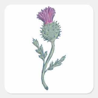 Schotse distel tekening vierkante sticker