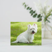 schotse doodsbang briefkaart (Staand voorkant)