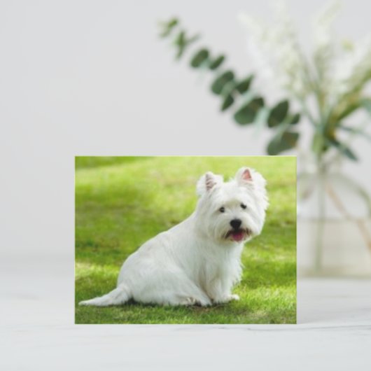 schotse doodsbang briefkaart (Staand voorkant)