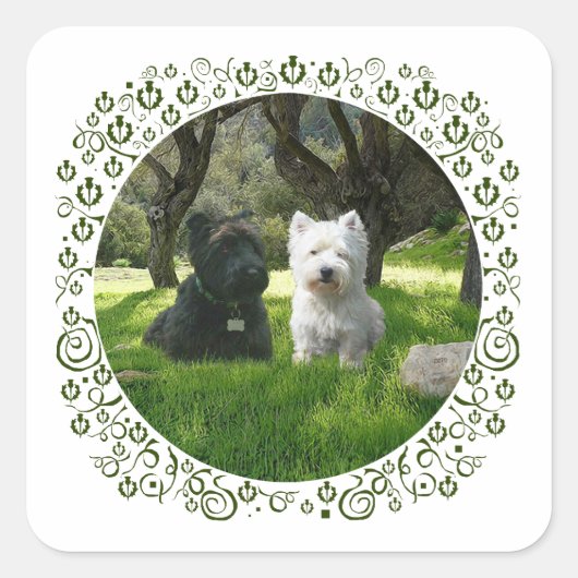 Schotse en West Highland Terriers Greenwood Vierkante Sticker (Voorkant)