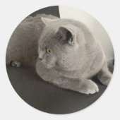 schotse fold cat sticker (Voorkant)