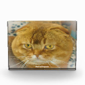 Schotse Fold Kat Fotoblokken (Voorkant)