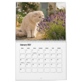Schotse Fold Kat Kalendar Kalender (Feb 2027)