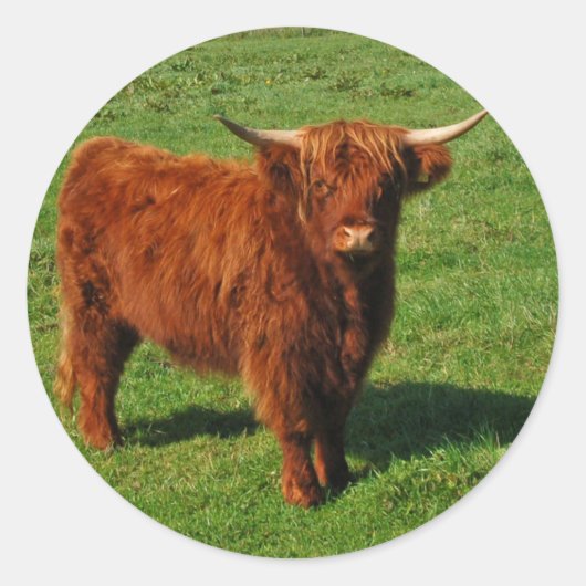 Schotse Highland Cattle Stickers (Voorkant)