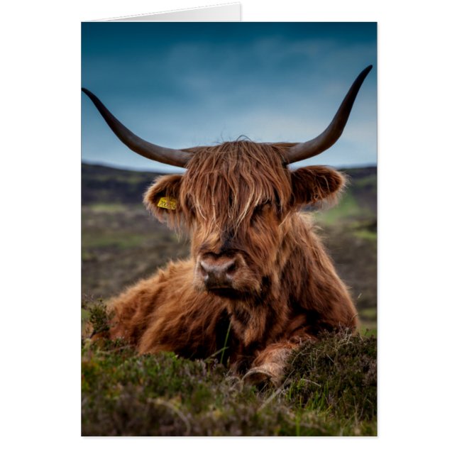 Schotse Highland Koe Longhorn Stier Rancher (Voorkant)