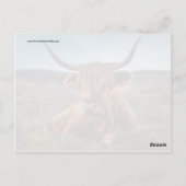 Schotse Highland Koe Longhorn Stier Rancher Briefkaart (Achterkant)