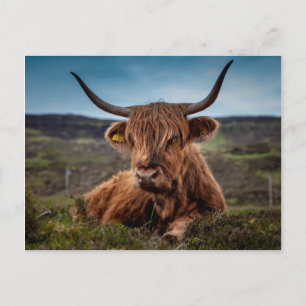 Schotse Highland Koe Longhorn Stier Rancher Briefkaart