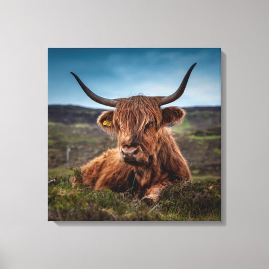 Schotse Highland Koe Longhorn Stier Rancher Canvas Afdruk (Voorkant)