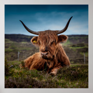 Schotse Highland Koe Longhorn Stier Rancher Poster
