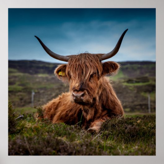 Schotse Highland Koe Longhorn Stier Rancher Poster (Voorkant)